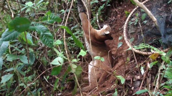 Kucing emas Kucing emas alias Asian Golden Cat atau Catompuma Temmicki terjerat perangkat babi di hutan Agam, Sumbar (Wahyu Sikumbang/iNews)