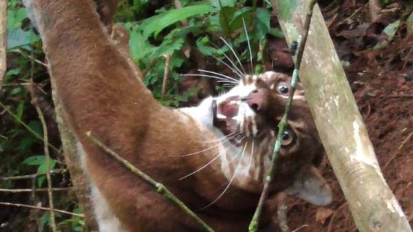 Kucing emas-1 Kucing emas alias Asian Golden Cat atau Catompuma Temmicki terjerat perangkat babi di hutan Agam, Sumbar (Wahyu Sikumbang/iNews)
