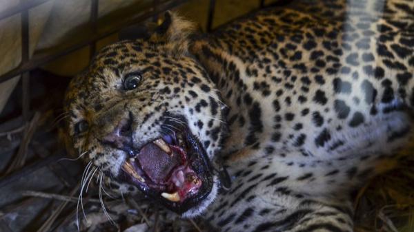 25 Antara Macan Tutul 2 Seekor macan tutul diamankan warga setelah masuk perangkap di kawasan kaki Gunung Sawal, Kabupaten Ciamis. (Foto Antara).