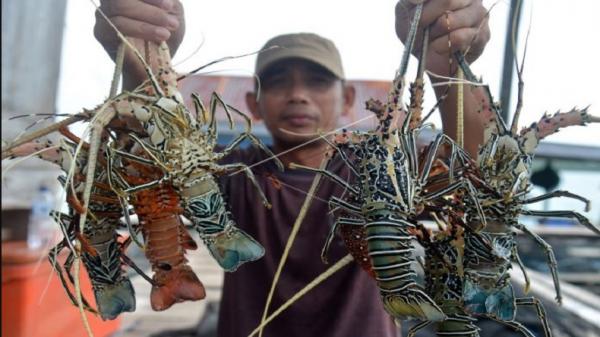 Lobster Antara Nelayan Aceh menunjukkan hasil panen lobster yang mereka budi dayakan. Pencabutan larangan ekspor benih lobster oleh Kementerian KKP dinilai menguntungkan nelayan. (Foto: Antara/Ampelsa).