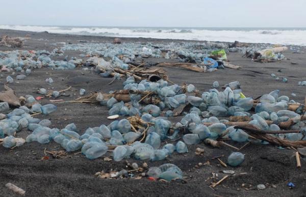Ubur-ubur beracun bermunculan di Pantai Glagah karena terbawa gelombang. Foto : Kuntadi/iNews.id