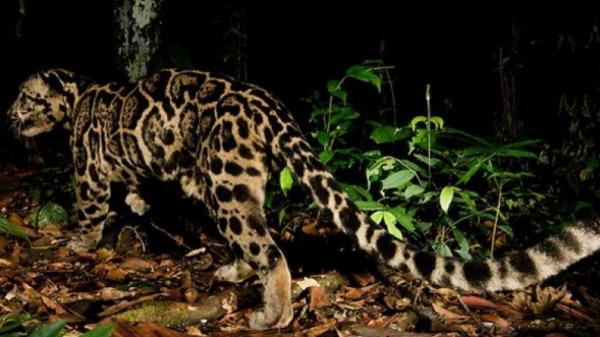 Macan Dahan Kalimantan (Foto: Antara) Macan Dahan Kalimantan (Foto: Antara)