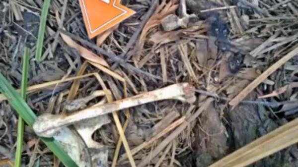 Penemuan tulang Tulang manusia yang ditemukan di Ogan Ilir, Sumsel (Fitriadi/iNews)