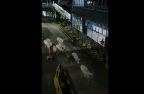 27 Sapi Ngamuk