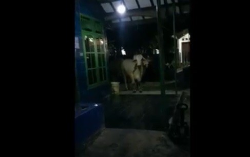 27 Sapi Ngamuk2