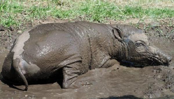 Babi rusa Seekor babi rusa asal Indonesia tengah berkubang di penangkaran sementara sebelum masuk di Kebun Binatang London. (foto: BBC)