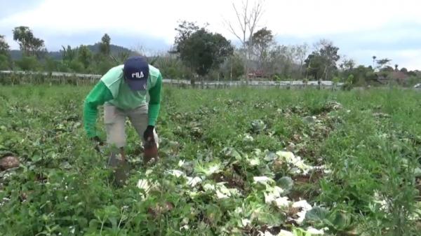 Petani kubis-1 Petani kubis di Lampung babat habis tanamannya karena kecewa kubisnya dihargai murah (Enrico Ngantung/iNews)