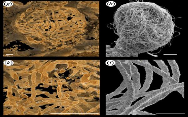 Foto mikroskop elektron yang memperlihatkan gumpalan sperma berasal dari 100 juta tahun lalu. Para ahli memperkirakan panjang sperma yang nampak seperti bola benang itu mencapai 7 meter. (foto: Wang et al., Proceedings B, 2020)