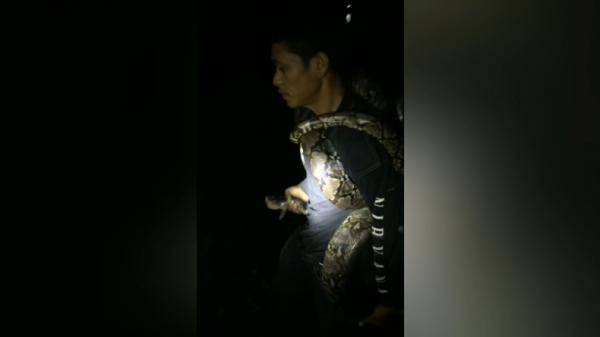 Ular piton-1 Warga Agam menangkap ular piton sepanjang 3 meter (Wahyu Sikumbang/iNews)