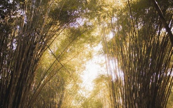 Hutan Bambu Keputih (Foto: IG@yanzha_william)