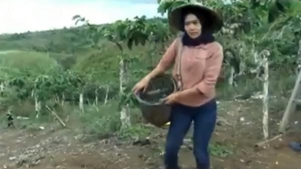 Mahasiswi cantik bernama Seli Marantika menjadi buruh tani pemetik cabai (Yuddy Faifman/iNews)
