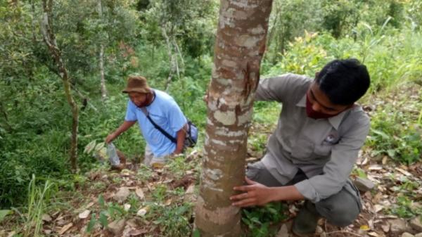 Petugas BKSDA Agam, Sumbar mengecek kemunculan beruang di Agam (Antara)