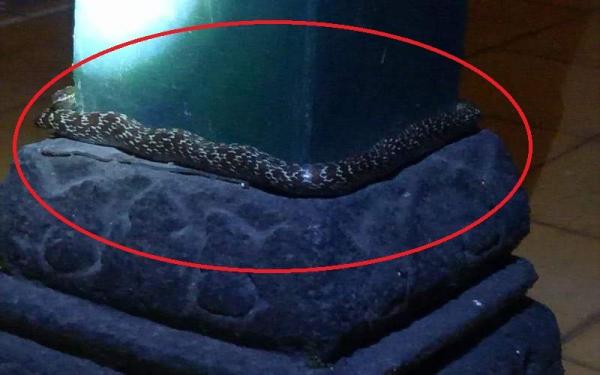 Ular Kraton Aksi komplotan perampok bersenjata tajam menyatroni minimarket di Jalan Perintis Kemerdekaan, Banjar, Jawa Barat terekam CCTV. (Foto iNews/Acep Muslim).