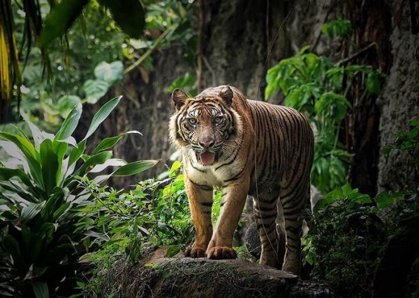 Ragunan (Foto: Instagram IG@endraagust)