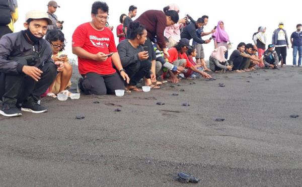 pelepasan tukik Warga melepaskan tukik di Pantai Trisik, Kulonprogo yang habitatnya mulai tergerus abrasi pantai. (Foto: iNews.id/Kuntadi)