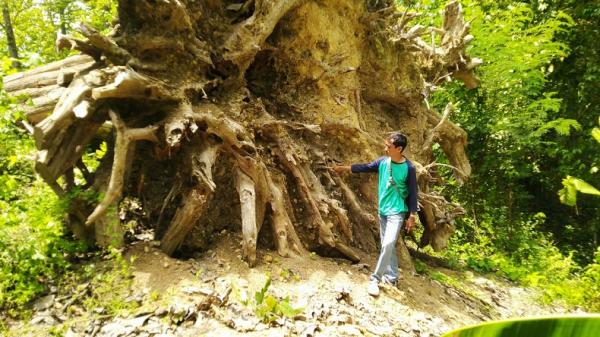 Pohon jati raksasa yang ambruk di Kabupaten Blora2 Pohon jati raksasa yang ambruk di Kabupaten Blora, Jawa Tengah (Jateng). Pohon ini diperkirakan berusia 200-250 tahun dan bernilai Rp2 miliar. (Foto: iNews/Hery Avrillo)
