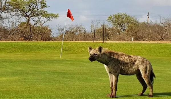 2 Hyena