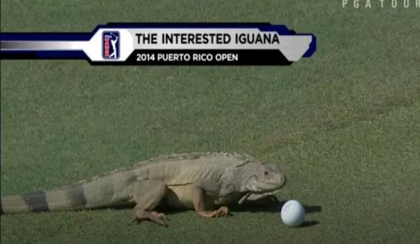 7 Iguana