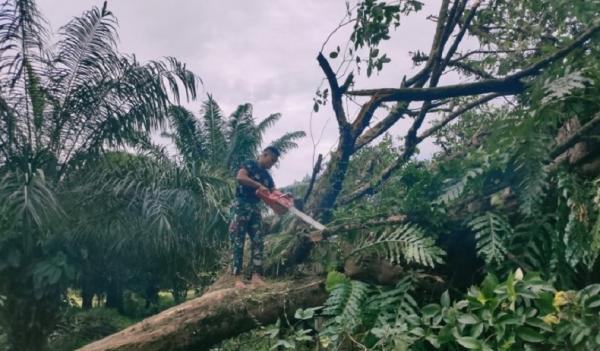 Pohon tumbang Putussibau 2 Posko Pilkada Kapuas Hulu di Kodim 1206 Putussibau tertimpa pohon tumbang. (Antara)