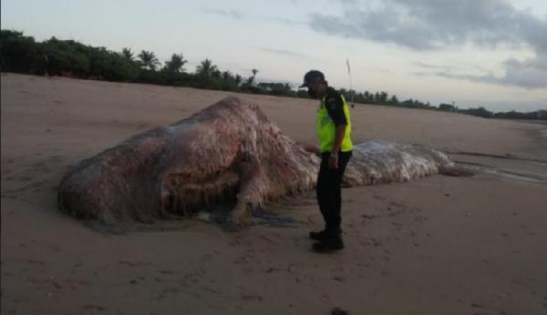 Paus Sperma Mati Paus sperma mati terdampar di Pantai Mengiat, Kabupaten Badung, Bali, Rabu (18/11/2020). (Foto: Miftachul Chusna/Sindonews.com)