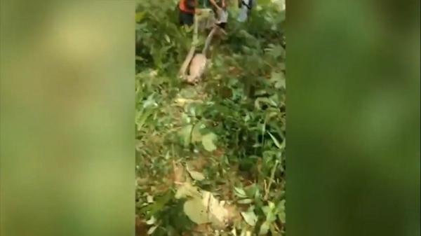 Video Viral, Penampakan Ular Pemangsa Sapi Warga di Mamuju Tengah