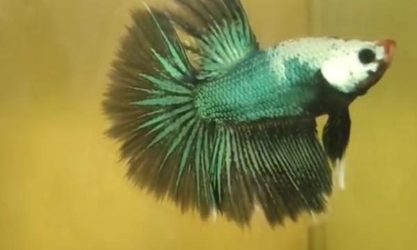 26 Ikan Cupang1