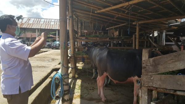 Foto Pasar Hewan Bolu, Kabupaten Toraja Utara Suasana di Pasar Hewan Bolu, Kabupaten Toraja Utara, Provinsi Sulawesi Selatan (Sulsel). Pasar ini merupakan pasar kerbau terbesar di dunia. (Foto: Kuntoro Boga)