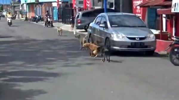 Anjing liar-1 Anjing liar yang meresahkan warga Tanggamus, Lampung (Indra Siregar/iNews)