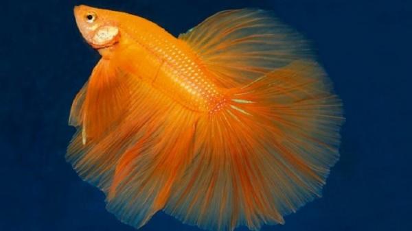 Ikan Cupang Fishkeepingcom