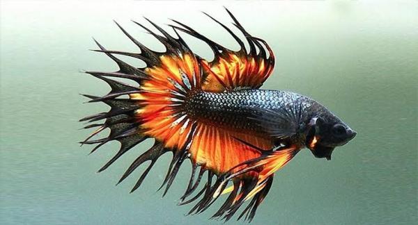 Cupang Crowntail. (Foto: Dzargon)&nbsp;