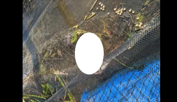 Jasad Bayi Mempawah 2 Jasad bayi laki-laki ditemukan menyangkut di keramba nelayan di Mempawah, Kalimantan Barat, Senin (14/12/2020). (iNews.id/Uun Yuniar)