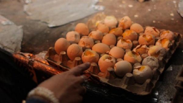 Telur Ayam Ant Ilustrasi telur ayam ras. (Foto: Istimewa)
