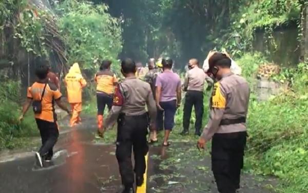 Pohon bambu tumbang di Jalan Raya Campuhan, Ubud, Gianyar, Bali, Jumat (8/1/2021). (iNews.id/Nyoman Astana)