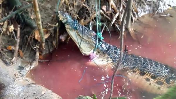 Buaya ditangkap warga Buaya seberat 250 kilogram yang dijerat warga Mentawai, Sumbar (Rus Akbar/iNews)