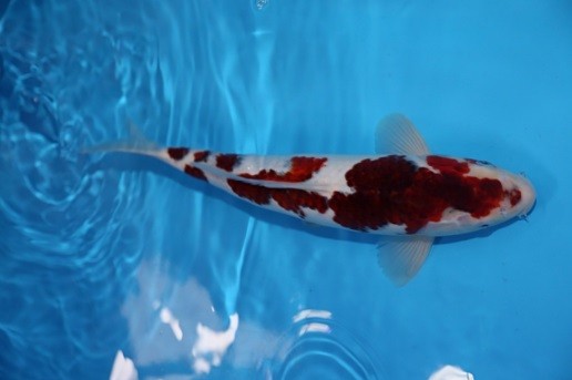 Ikan Koi1