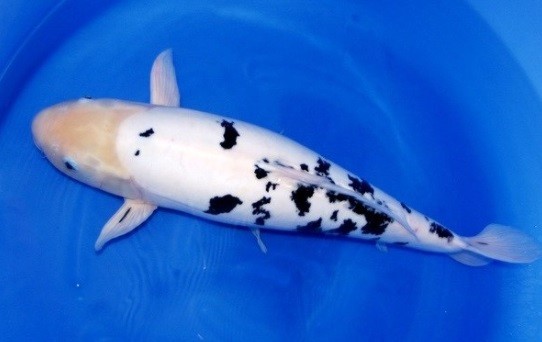 Ikan Koi5