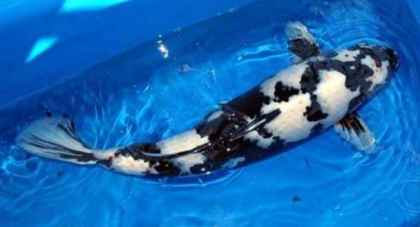 Ikan Koi7
