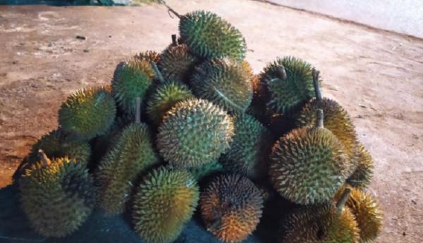 Durian pontianak Buah durian. (Antara)
