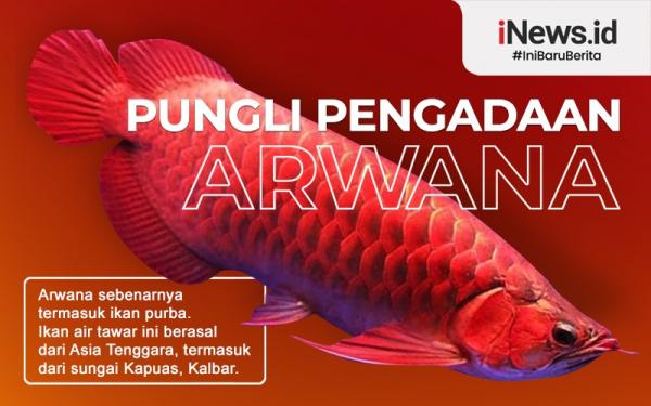 Infograsfis dugaan pungli pengadaan Arwana di Kapuas Hulu (Grafis: Samsul)