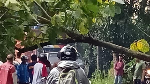 Pohon tumbang melintang di Sleman Pohon tumbang melintang di jalan Lumbungrejo, Tempel, Kabupaten Sleman, Selasa (2/3/2021). (Foto: Dok BPBD Sleman)