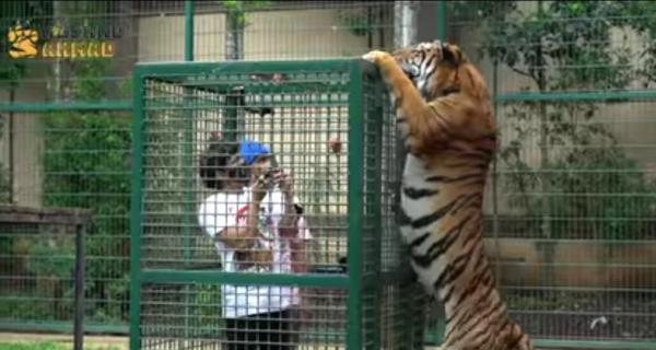 Atta Halilintar dan adiknya masuk kerangkeng besi di depan harimau yag sedang dikasih makan. (Foto: YouTube Atta Halilintar)