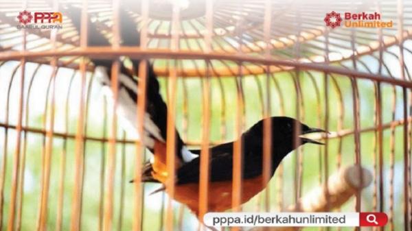burung kicau pppa Hobi burung kicau