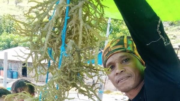 Ilustrasi Daerah Terpanas di Sulawesi Selatan, Takalar Penghasil Rumput Laut. (Foto: Antara)
