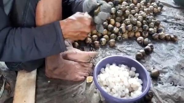 KOLANG KALING CIANJUR Perajin mengeluarkan kolang kaling dari cangkangnya. (Foto: iNews/M Andi Ichsyan)