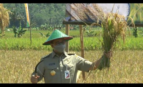 anies panen raya2 Gubernur DKI Jakarta Anies Baswedan bersama Bupati Cilacap, Tato Suwarto Pamuji melakukan panen raya di Desa Jenang, Kecamatan Majenang, Cilacap, Jawa Tengah, Jumat (16/4/2021). (iNews/Heri Susanto)