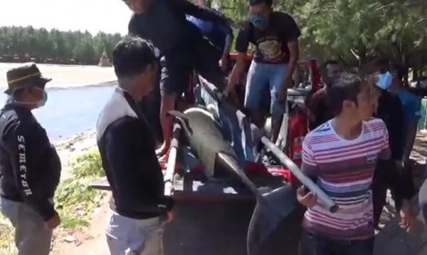 Lumba-lumba Bali 1 BKSDA dan Relawan Satwa mengevakuasi tujuh ekor lumba-lumba hidung botol dari Pantai Mertasari, Bali. (Foto: iNews/Aris Wiyanto)
