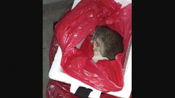 bangkai tikus Bangkai tikus yang dimasukkan dalam kantong merah. (Foto: The Sun)