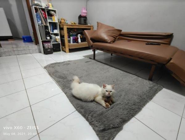 Vivo Wide Menggunakan Wide Angel