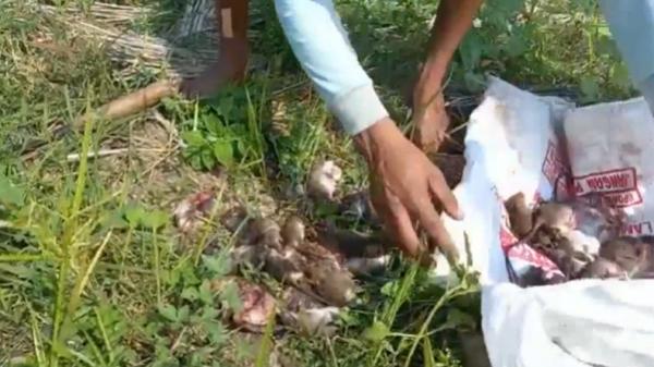 Tikus yang berhasil diburu warga Lampung Tengah Tikus yang berhasil diburu warga Lampung Tengah (Roy M Perleoli/iNews)