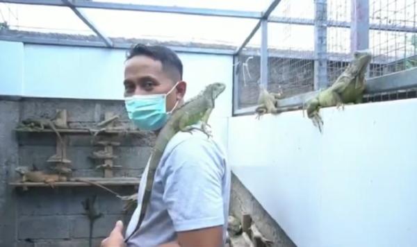 Ternak Iguana 2 Budi Artana (40) mengembangbiakkan iguana hingga sukses meraup untuk puluhan juta rupiah. (Foto: iNews/Indira Arri)